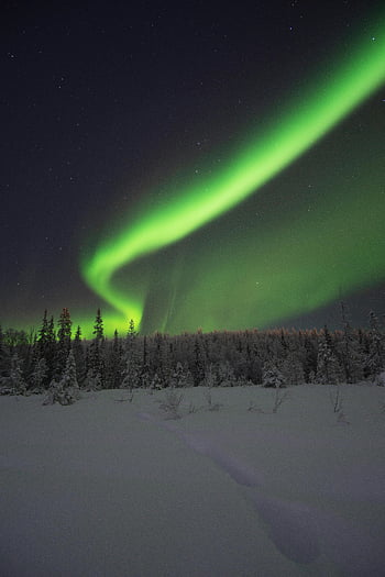 オーロラ、 夜空、 冬、 雪に覆われた森、 ムルマンスク、 ロシア、 冬の風景、 夜の写真、 星空