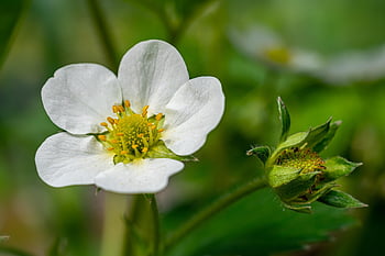 flower, strawberry, strawberry Flower, strawberry Plant, flora, flower Wallpaper, flower Background, nature, beautiful Flowers, plant, garden