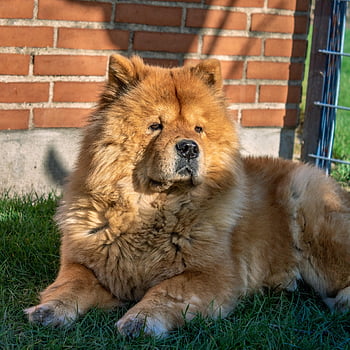 chow Chow, chow, chow-chow, dog, animal, pet, cute, majestic, portrait, fluffy, furry