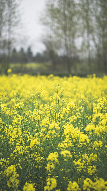 canola flowers, yellow blooms, serene outdoor setting, vibrant yellow, canola field, beautiful canola, captivating canola, outdoor flowers, field of flowers, yellow flowers, natural beauty