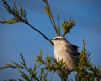 Spottdrossel, Vogel, Wildvogel, Tier, Natur, Tierwelt, Vögel beobachten