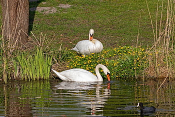 cygnus cygnus, ням лебед, птици, лебед, глупак, животни, езеро, водни птици, плуване, перушина, пера
