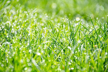 green grass, morning dew, close up shot, vibrant green, nature's elegance, fresh morning, daytime photography, natural beauty, grass photography, dew drops, greenery close-up