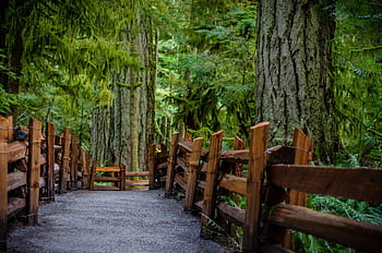 katedrální háj, před naším letopočtem, ostrov Vancouver, přístav alberni, deštný prales, Jurský park, zelený les, zelený déšť, zelený park, zelený ostrov