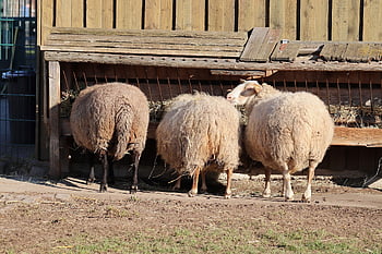 pecora, mangiatoia, alimentazione, lana di pecora, lana, cortile della fattoria, Lupo giù, animale da fattoria, bestiame, mammifero, natura