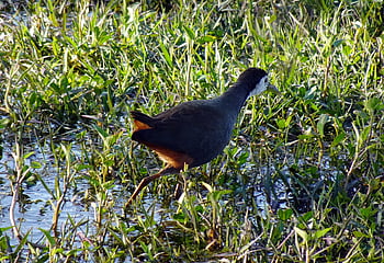 bird, white-breasted Waterhen, amaurornis Phoenicurus, waterbird, rallidae, nature, bharatpur, national Park, sanctuary, india