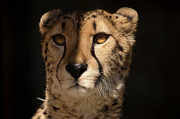 cheetah, animal, wild, predator, cat, big Cat, dangerous, fast, close Up, portrait, pet