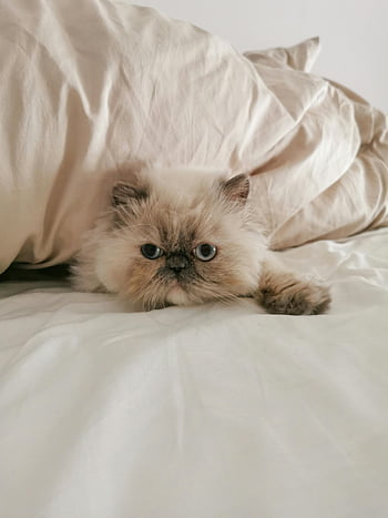 히말라야 고양이, 쉬고있는, 흰색 섬유, 홀딱 반할 만한, 푹신한 모피, 편안하게 거짓말, 침대, 기분 좋은, 착한 애, 실내의, 위로