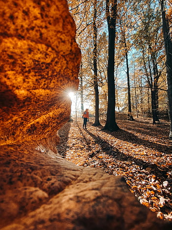 autumn trees, sunlit autumn forest, vibrant foliage, long shadows, person walking, Germany forest, autumn leaves, fall season, natural scenery, outdoor photography, autumn landscape