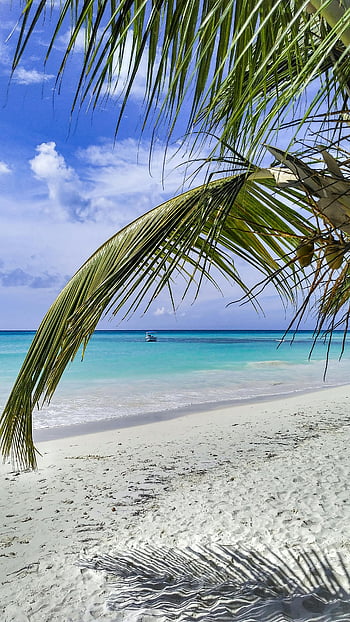 coconut tree, white sand beach, tropical beach, palm leaves, turquoise water, Dominican Republic, serene beach, beach scenery, beach landscape, beach vacation, beach relaxation