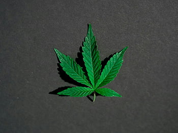 大麻葉、 グリーン大麻、 暗い背景、 クローズアップリーフ、 マリファナの葉、 単葉、 植物の葉、 緑色の葉、 葉の詳細、 大麻植物