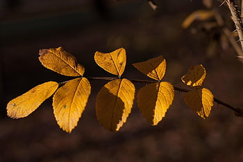 le foglie, natura, autunno, fogliame, piante, flora, avvicinamento, giallo