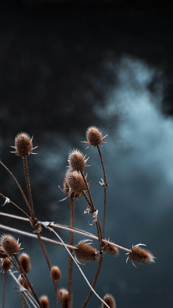 thistle, fall, nature, autumn, dry, flower Background, plant, beautiful Flowers, flower, weed, brown