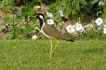 bird, red-wattled Lapwing, vanellus Indicus, lapwing, plover, avian, wildlife, ornithology, standing, fauna, nature
