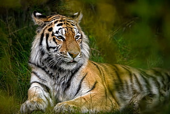 animal, tiger, mammal, amur Tiger, siberian Tiger, feline, big Cat, wild Cat, wildlife, hunter, predator