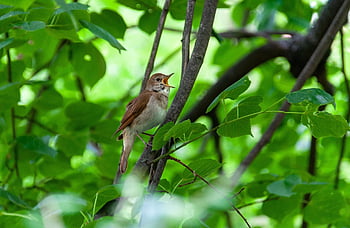 usignolo, uccello, uccello canoro, cantando, natura, cantare