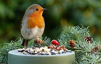 Europese Robin, dier, vogel, roodborstje, veren, gevederte, kleine vogel, ave, aviaire, vogelkunde, vogels kijken