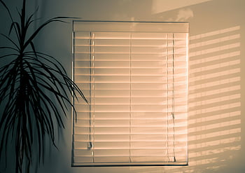 jaloezieën, plant in bloempot, interieur ontwerp, Serene kamer, muurschaduwen, natuurlijk licht, huisdecoratie, kamerplanten, raam licht, vreedzame ambiance, modern interieur