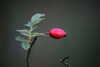 rosehofte, frukt, anlegg, rose haw, rose hep, rød bær, gren, busk, natur, nærbilde