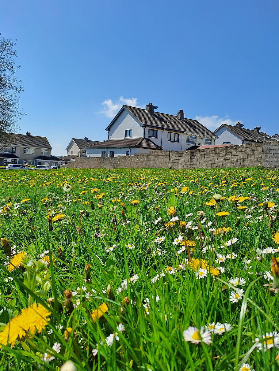 house, flowers, sky, nature, Весна