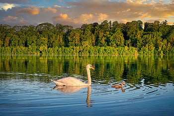 swan, bird, animal, white Swan, waterfowl, water Bird, aquatic Bird, plumage, lake, nature, reflection