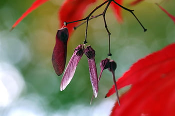 maple, seeds, fall, autumn, samara, maple Seeds, maple Keys, branch, maple Tree, tree, plant