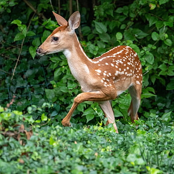 deer, fawn, whitetail, white-tailed Deer, while-tailed, virginia Deer, nature, animal, saint Charles, missouri, outdoors