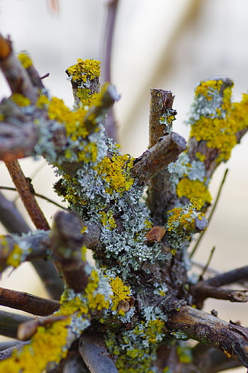 wood, moss, tree, branches, nature