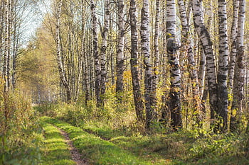 les, stezka, stromy, rostlin, tráva, bříza, listy, zeleň, cesta, způsob, krajina