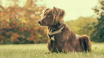 brown dog, sitting on grass, sunny field, cute dog, dog with collar, outdoor dog, grassy field, dog in nature, pet photography, dog portrait, dog in sunlight