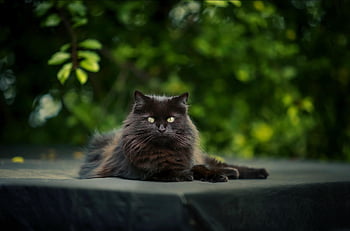 pisică, animal de companie, felin, animal, natură, blană, minciună, mustati, Kitty, intern, pisica domestica