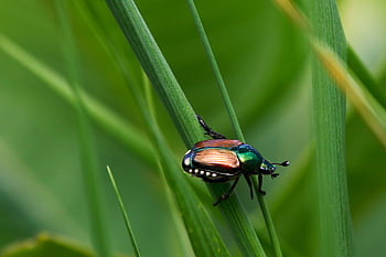 japanese Beetle, beetle, insect, popillia Japonica, bug, scarab, nature