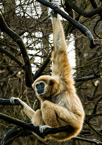 gibbon, white-handed Gibbon, nature, lar Gibbon, animal, mammal, ape, primate, wildlife, endangered