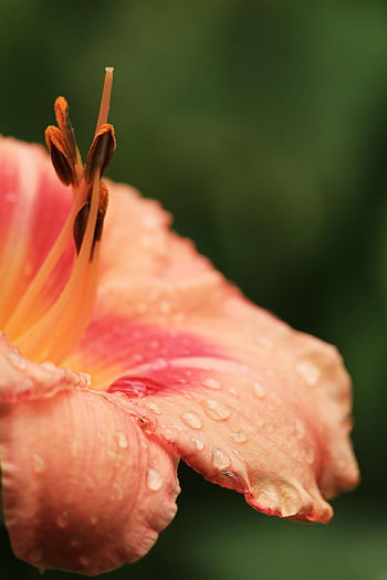 blossom, bloom, garden, nature, flora, flower Bed, calyx, trumpet Shaped, wet, drops, droplets