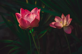 lotus, květ, rostlina, okvětní lístky, růžové okvětní lístky, růžový květ, leknín, krásné květiny, květinové pozadí, vodní rostliny, vodní elektrárna