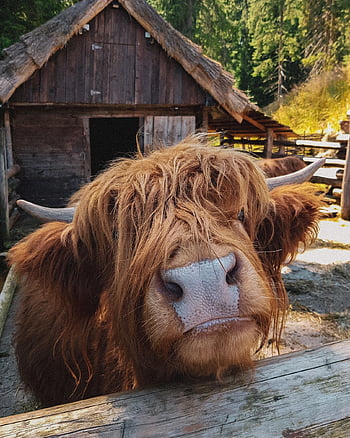 hoogland koe, hoofd, farm, schuur, koe, vee, natuur, hoogland vee, bul, dier, zoogdier