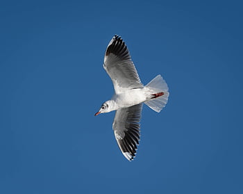 fiskmås, fågel, djur-, fjädrar, fjäderdräkt, näbb, natur, vilda djur och växter, avian, vingar, flygande
