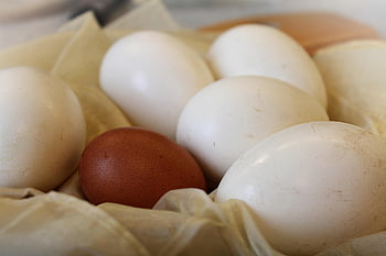 eggs, egg, chicken, goose, food, nutrition, protein, easter, macro