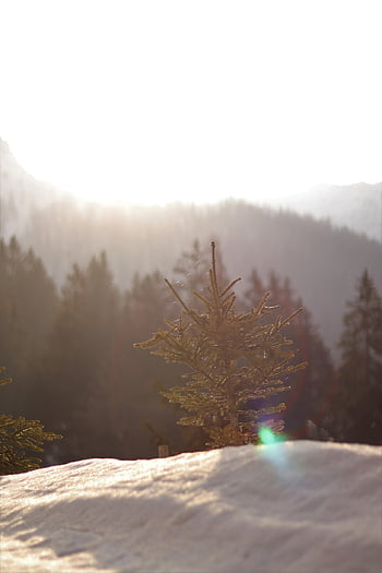 fir Tree, tree, sunny, snow, forest, nature