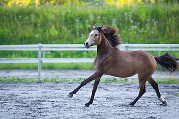 hest, føll, løpe, ponni, natur, galopp, hoppe, paddock, Rideplass, årsgamle, ridning ponni