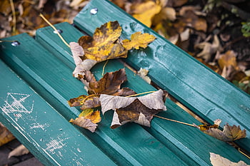 dried Leaves, park Bench, Wallpaper, beautiful Wallpaper, autumn, mac Wallpaper, fall, leaves, foliage, woods, nature