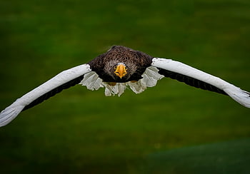 eagle, steller's Sea Eagle, pacific Sea Eagle, white-shouldered Eagle, bird, avian, ornithology, bird Of Prey, raptor, hunter, predator