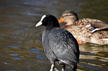 coot, water Bird, lake, river, pond, duck, birds, animals, nature, avian, ornithology