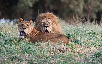 lions, lioness, king, felines, wild Cats, big Cats, mammals, nature, animals, predators, wild Animals