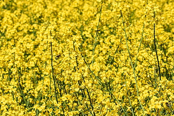 Raps, Rapsfeld, Vergewaltigungsblüten, Rapsblüten, gelbe Blumen, Feld, Natur