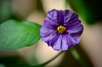 gentian Bush, beautiful Flowers, lycianthes Rantonnetii, potato Tree, flower, purple Flower, pistils, plant, petals, garden, blossom