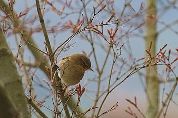 Gransanger, fugl, afdeling, perched, phylloscopus collybita, sanger, sangfugl, lille fugl, dyr, dyreliv, fjerdragt