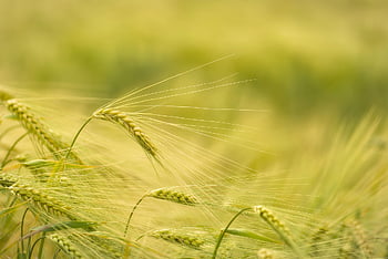 barley, barley Field, grain, grain Field, spike, stalks, agriculture, cereal Cultivation, harvest, nature, immature