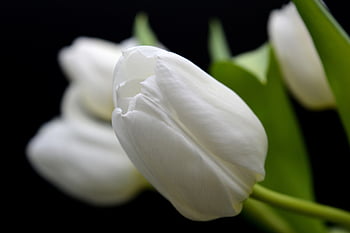 tulips, free Wallpaper, white Tulips, flower, blooms, wallpaper Hd, petals, flora, laptop Wallpaper, tulip Bouquet, bunch Of Flowers