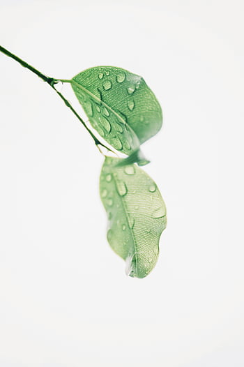 foglie verdi bagnate, Guazza, foglie verdi fresche, bellezza naturale, immagine dettagliata, freschezza, fogliame verde, fotografia a foglia, fotografia naturalistica, gocce d'acqua, foglie di piante